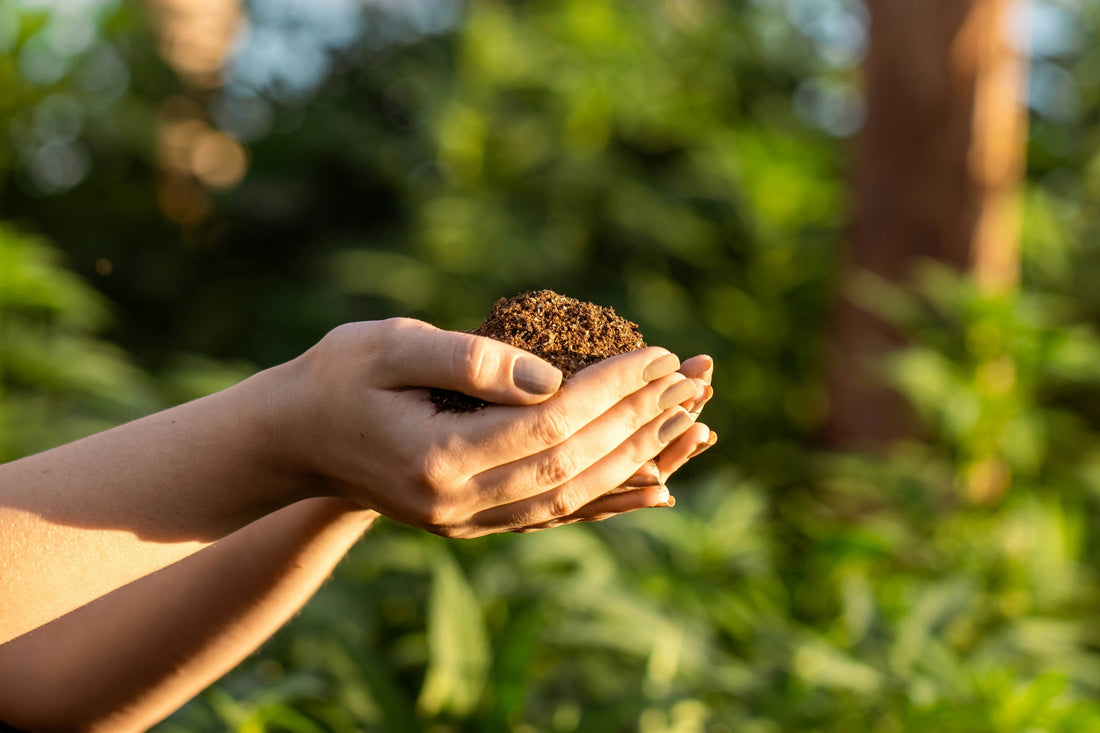Hands holding raw botanical ingredient in natural light - seed-to-skin skincare philosophy