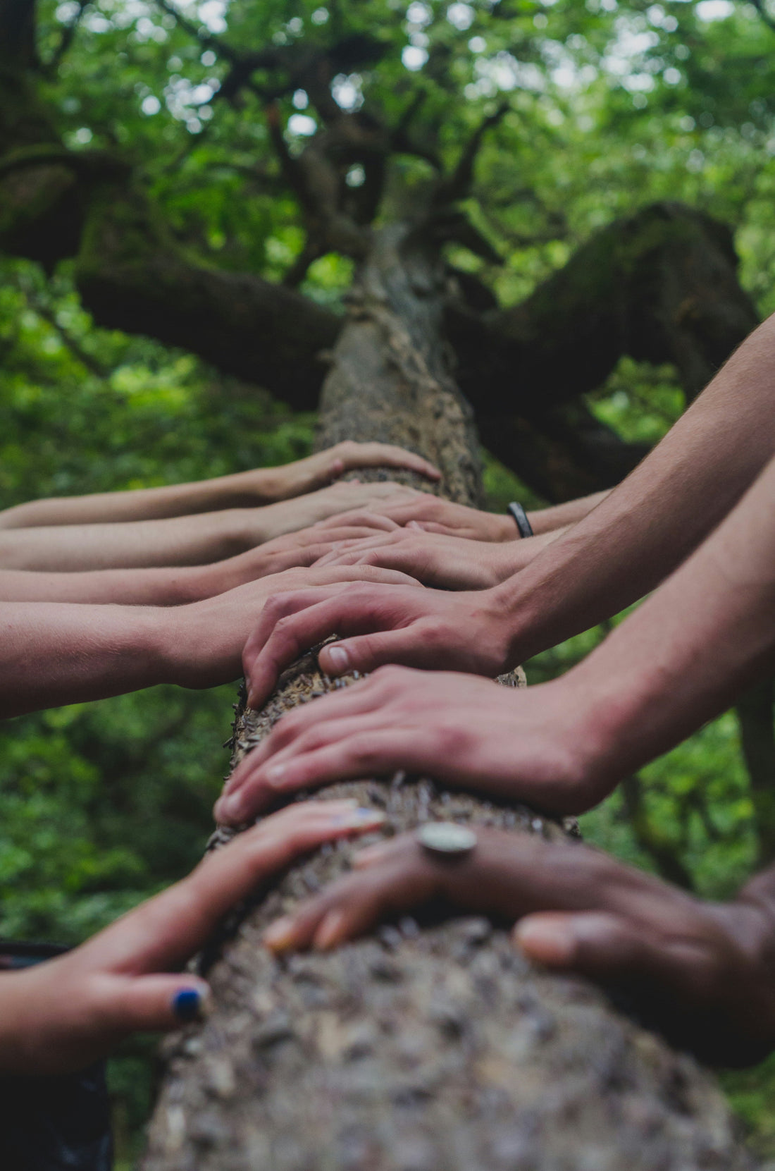 Diverse hands on a tree representing natural beauty, connection, and AYA Natural Skin's seed-to-skin philosophy