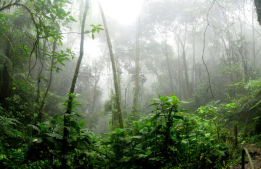 A misty rainforest representing the skin microbiome ecosystem — the foundation of healthy natural skincare
