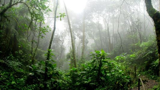Your Skin's Secret Garden - AYA Natural Skincare
